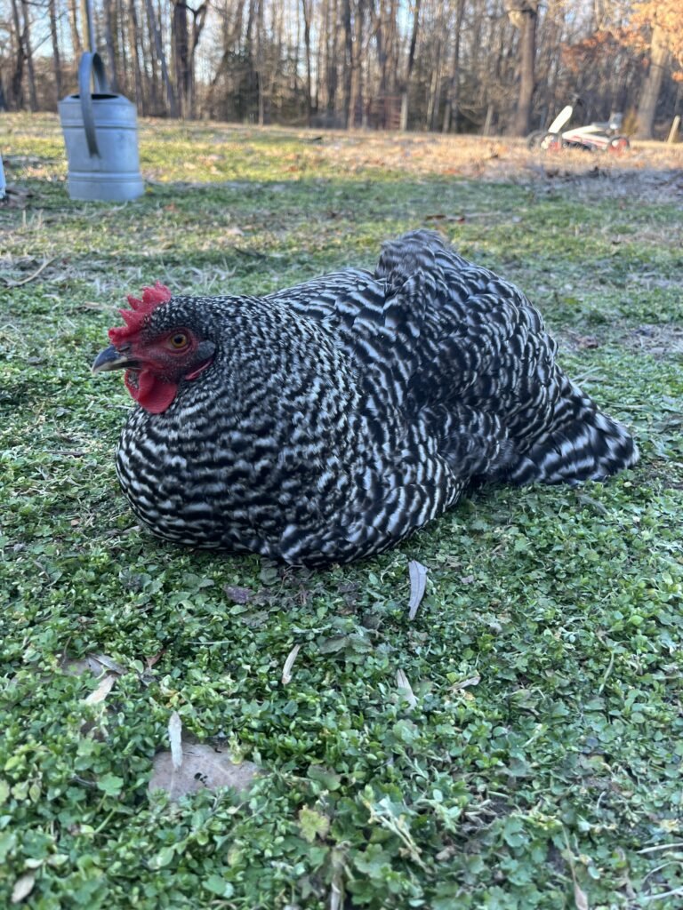 live_chick